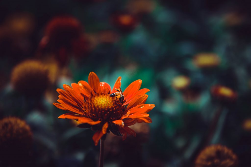 Plants That Can Survive the Arizona Heat