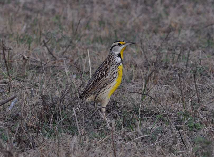 Meadowlark Houston County Texas