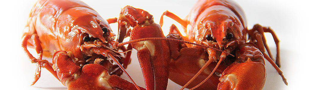 lobster festival 2023 Kilcunda Lobster Festival 2023 Dates & Ticket Prices, Phillip Island, VIC