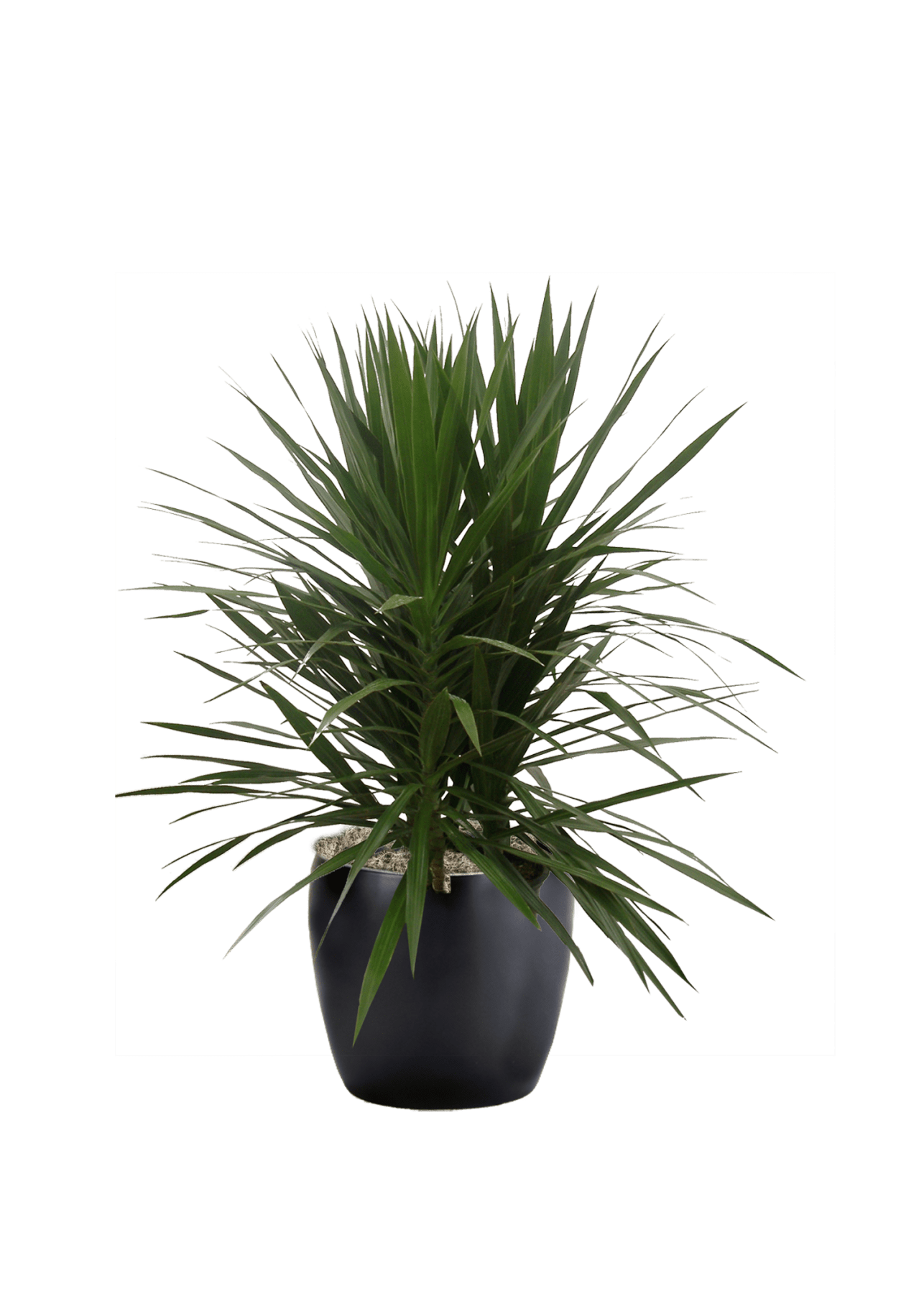 Dracaena Marginata Tarzan Phillip's Interior Plants & Displays
