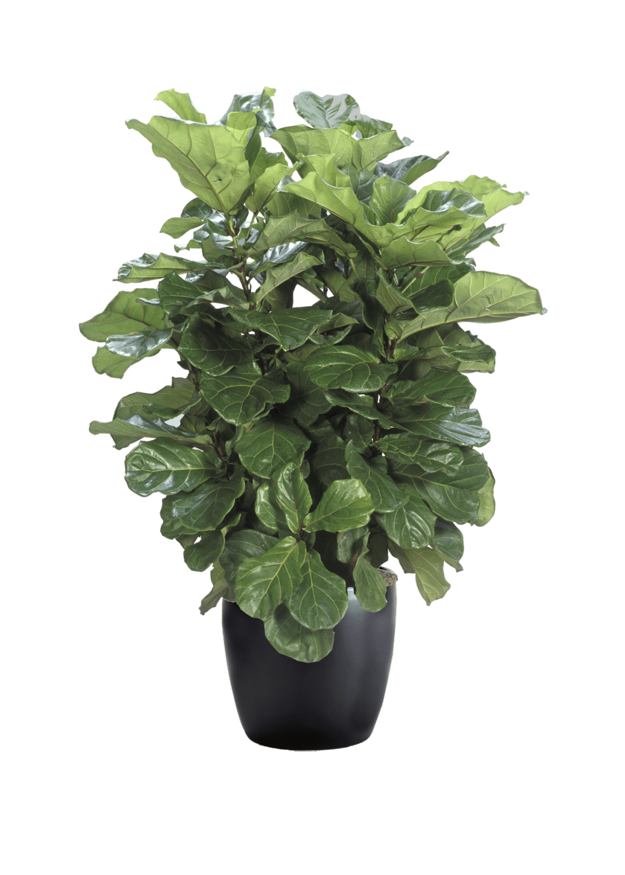 Ficus Lyrata Bush Phillip's Interior Plants & Displays