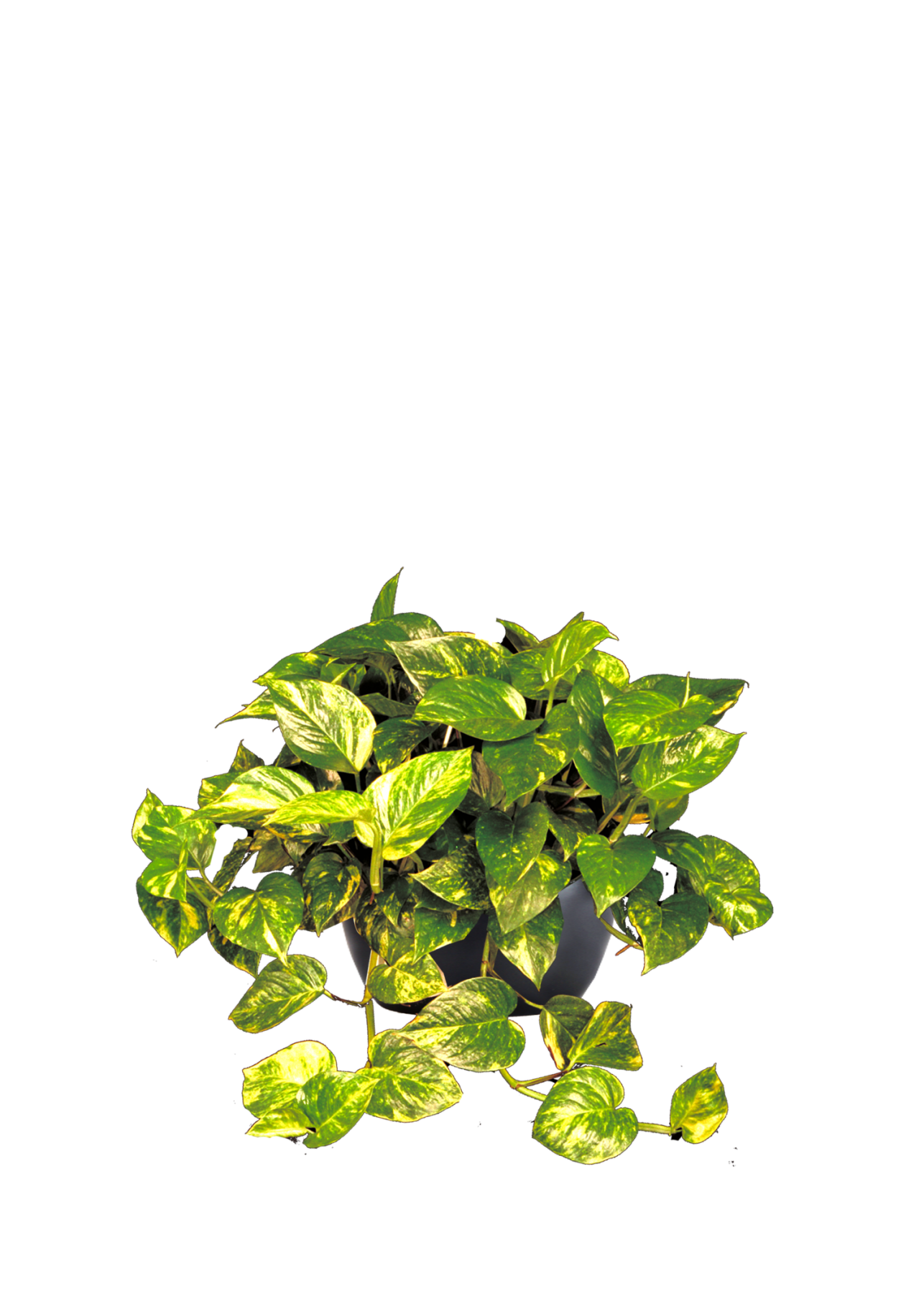 Pothos Golden Phillip's Interior Plants & Displays