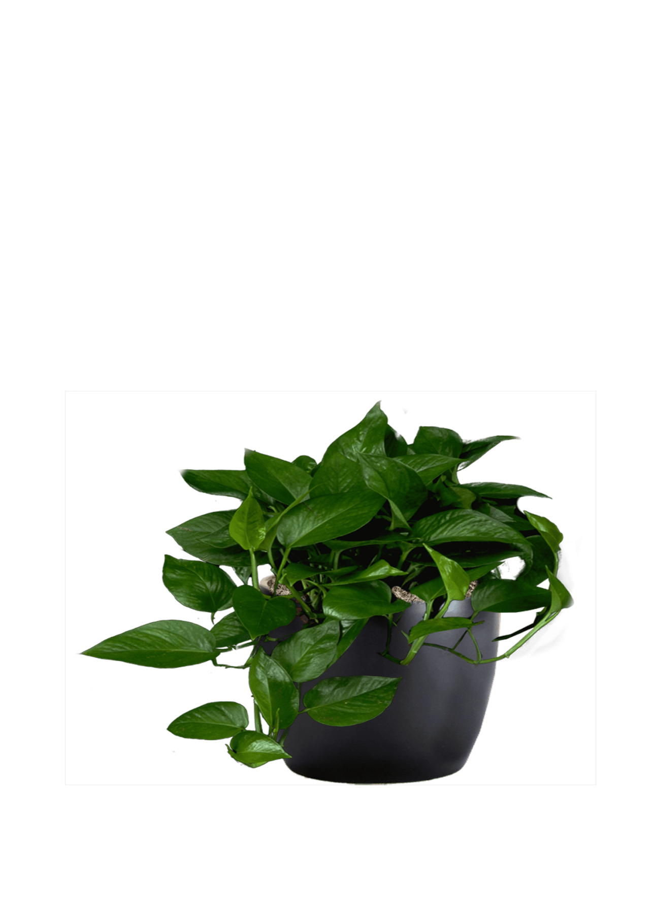 Pothos Jade Phillip's Interior Plants & Displays