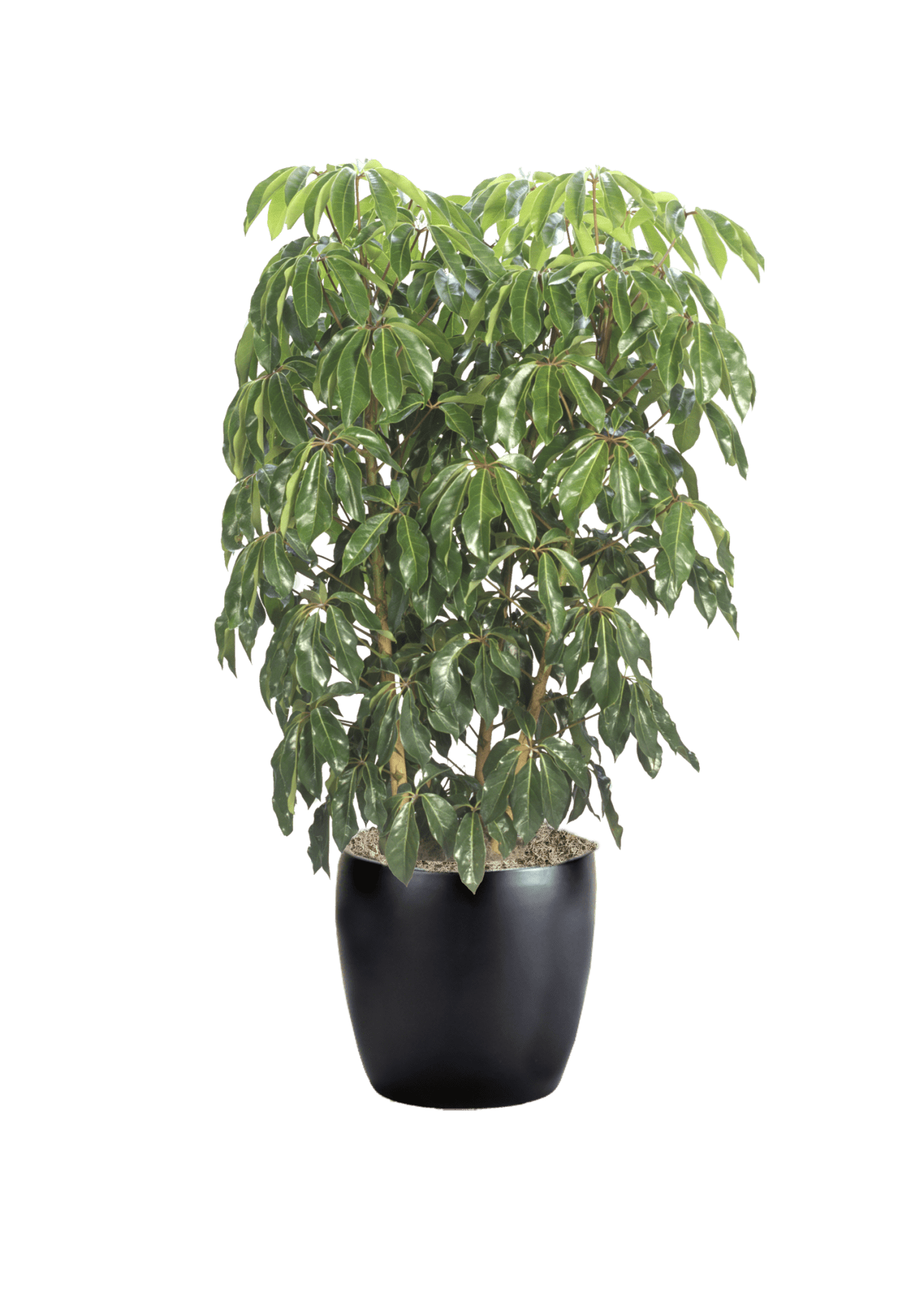 Schefflera Amate Phillip's Interior Plants & Displays