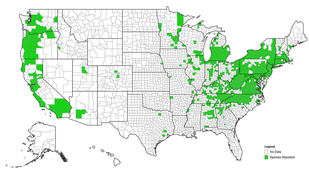 Stink Bugs A Widespread Orchard Pest Philadelphia