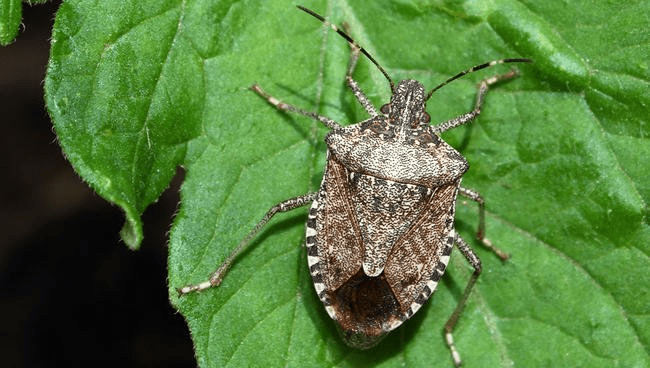 Stink Bugs A Widespread Orchard Pest Philadelphia Orchard Project