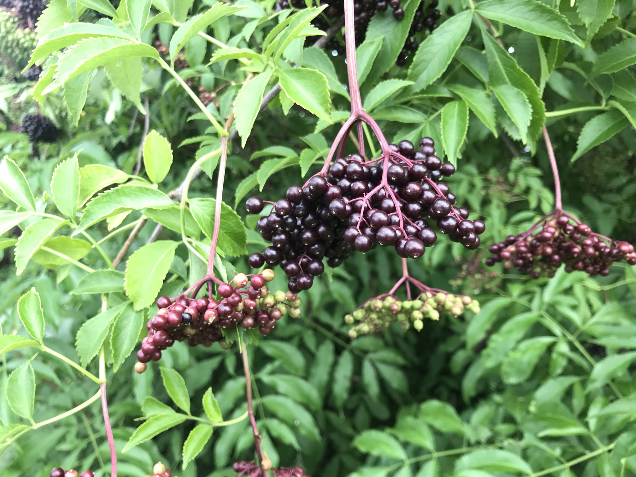 Plant Spotlight The Easy Elderberry Philadelphia Orchard Project