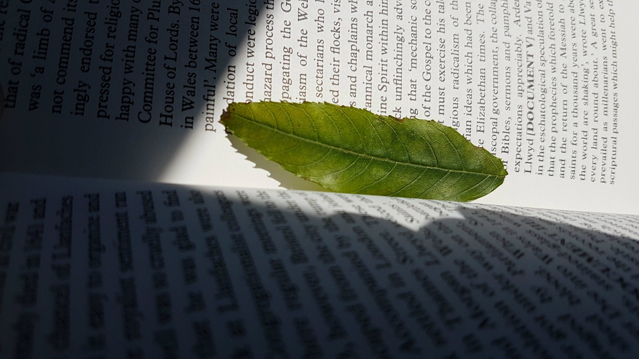 leaf_book where art collides