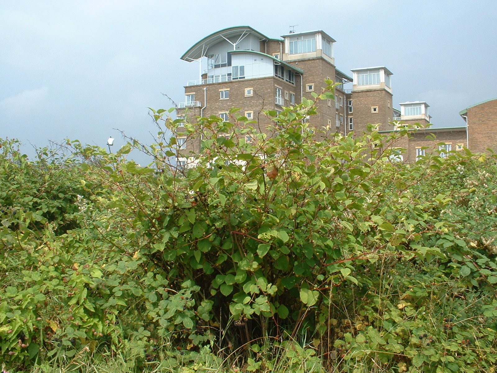 21 Japanese Knotweed Facts By A Team Of Professional Ecological