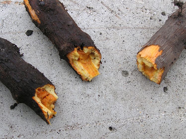 How To Identify Japanese Knotweed InDepth Knotweed Identification