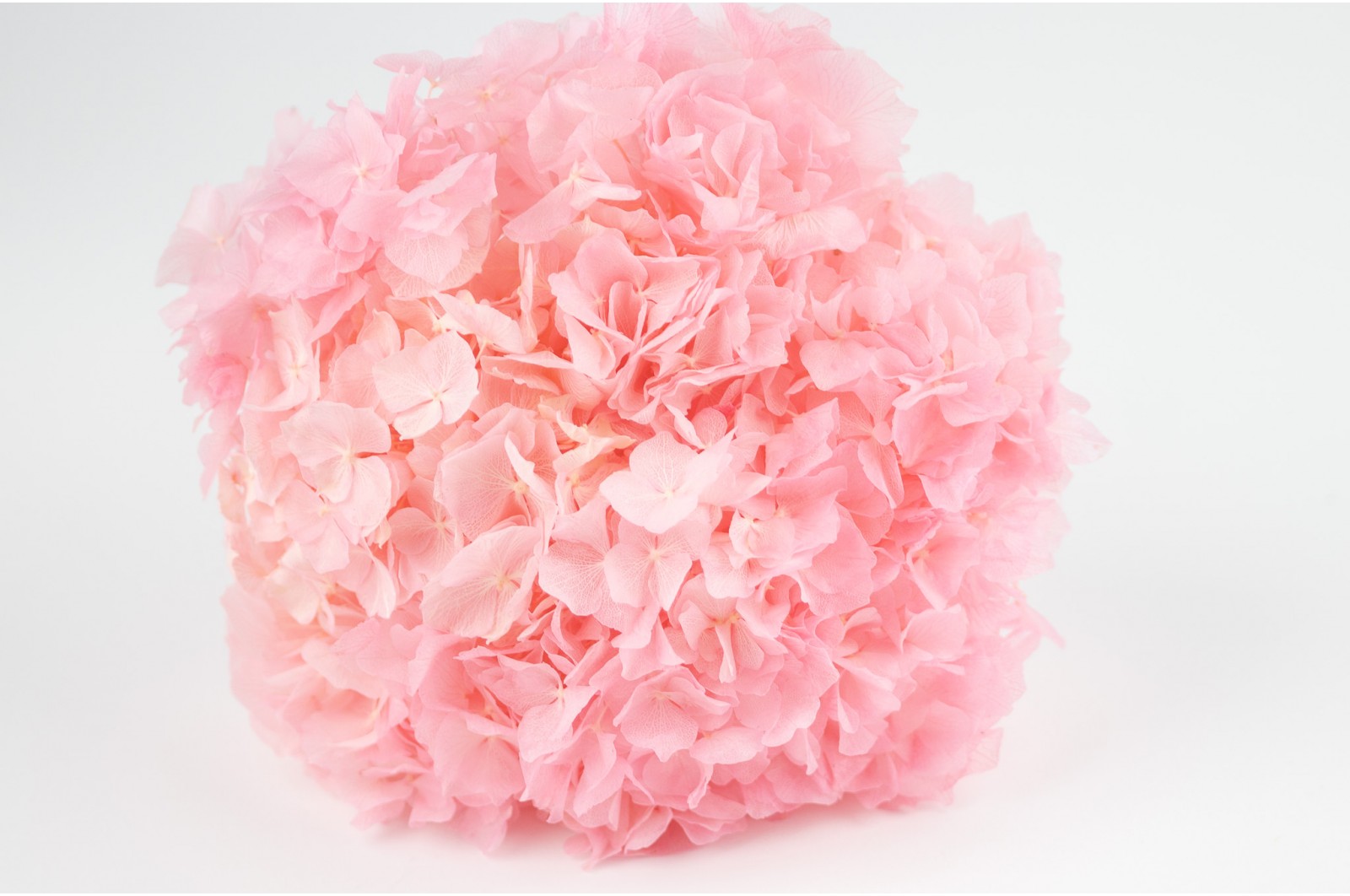 Preserved hydrangea│Sale to pros│Wholesaler of preserved plants