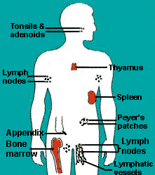 Immune System Diagram Simple