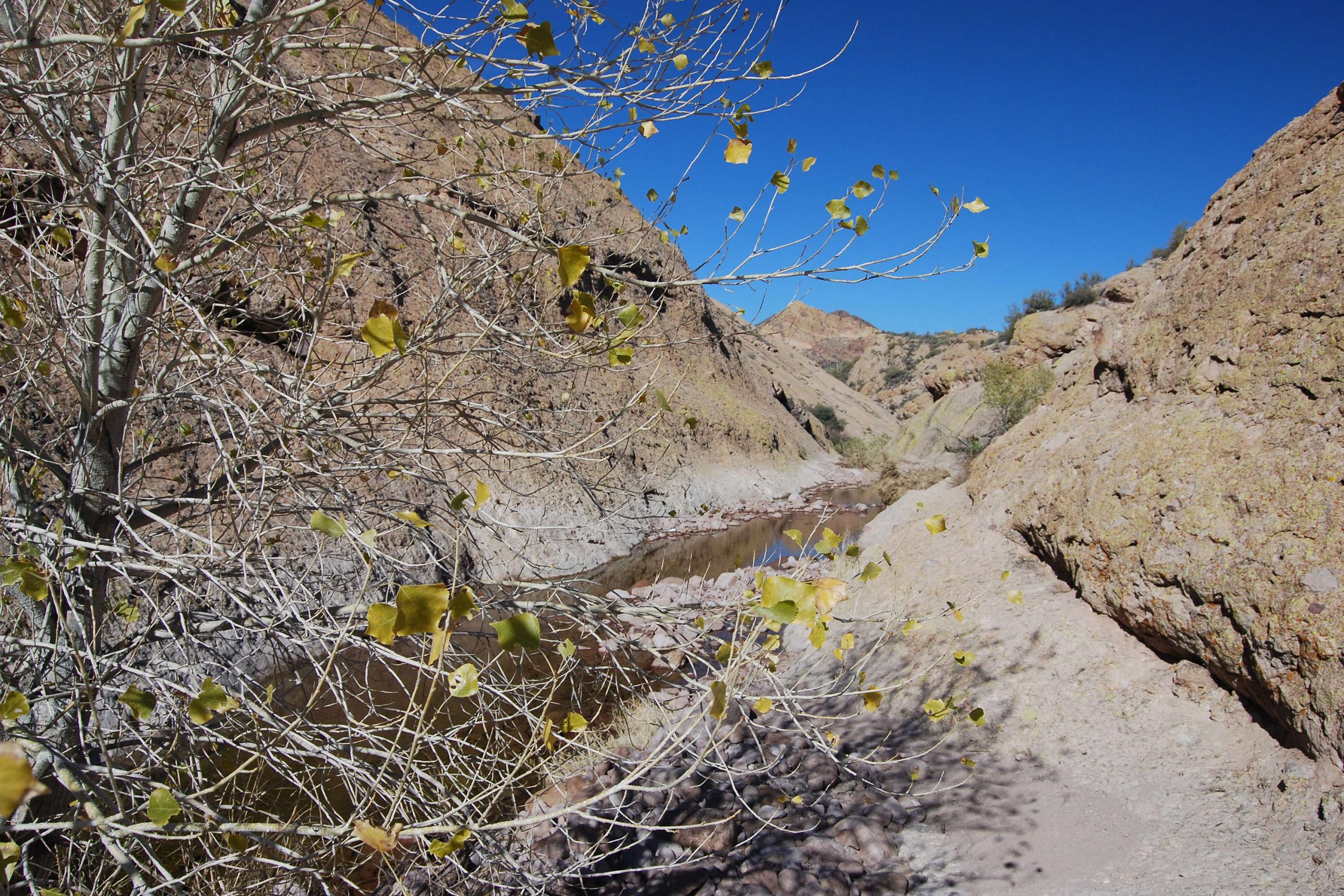 Hackberry Spring in Superstition Wilderness Area PHOENIX magazine