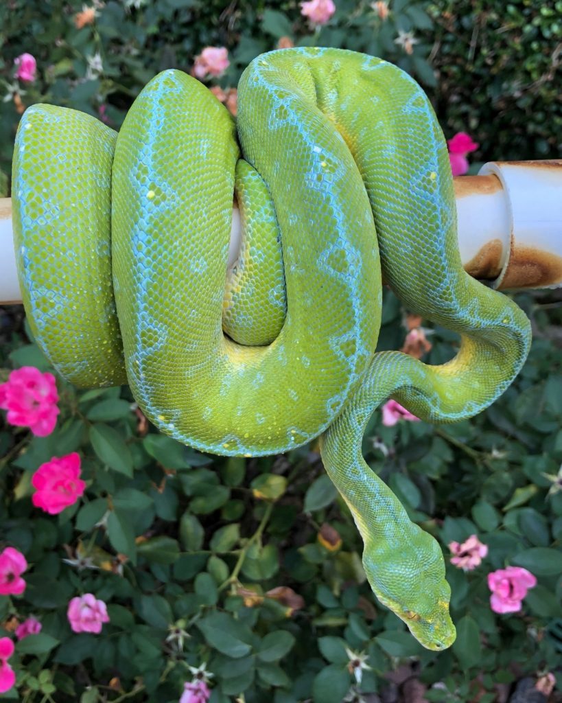 Green Tree Python Collection Phoenix Reptiles