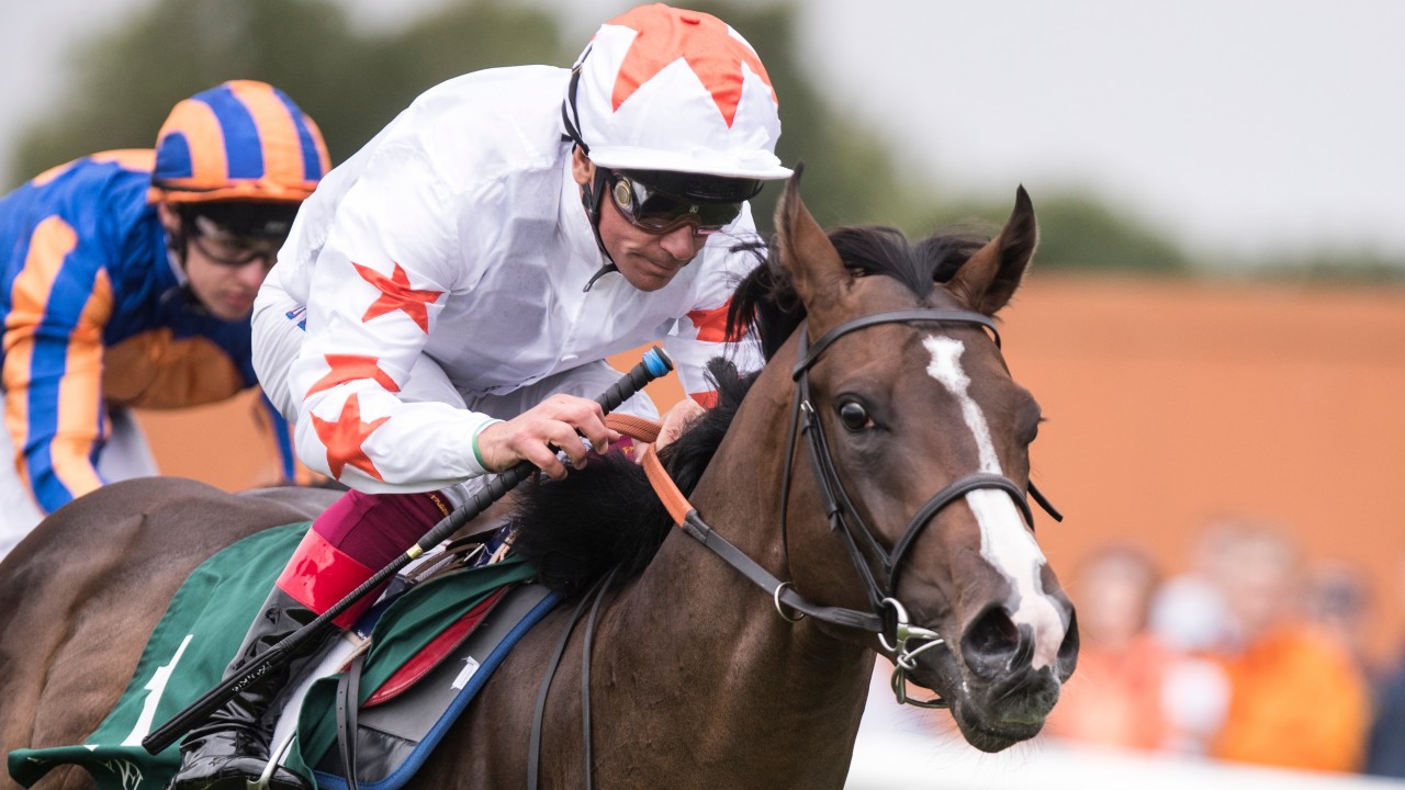 Stud fees set for Advertise and Aclaim Phoenix Thoroughbreds