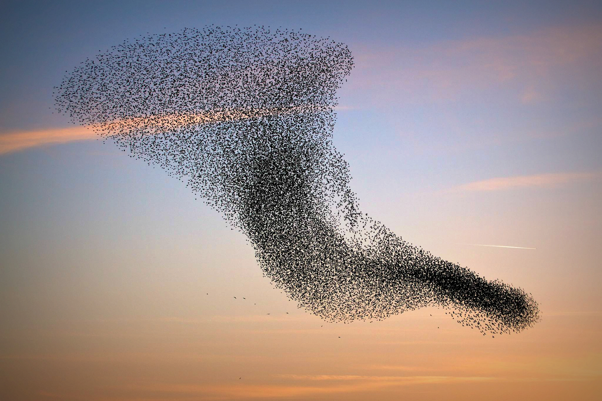 Murmuration of Starlings (25wtT) PHOSPHORIMENTAL