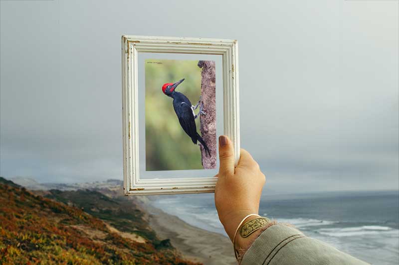 Micro Four Thirds Vs Full Frame Camera Which is Better for Photo