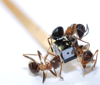 Mini Camera Modules Pave Way for Less-Invasive Visualization | Features