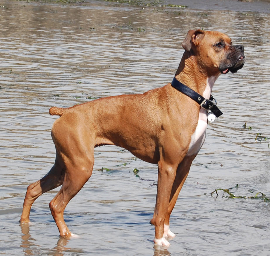 Photos du Boxer Photos de chiensPhotos de chiens