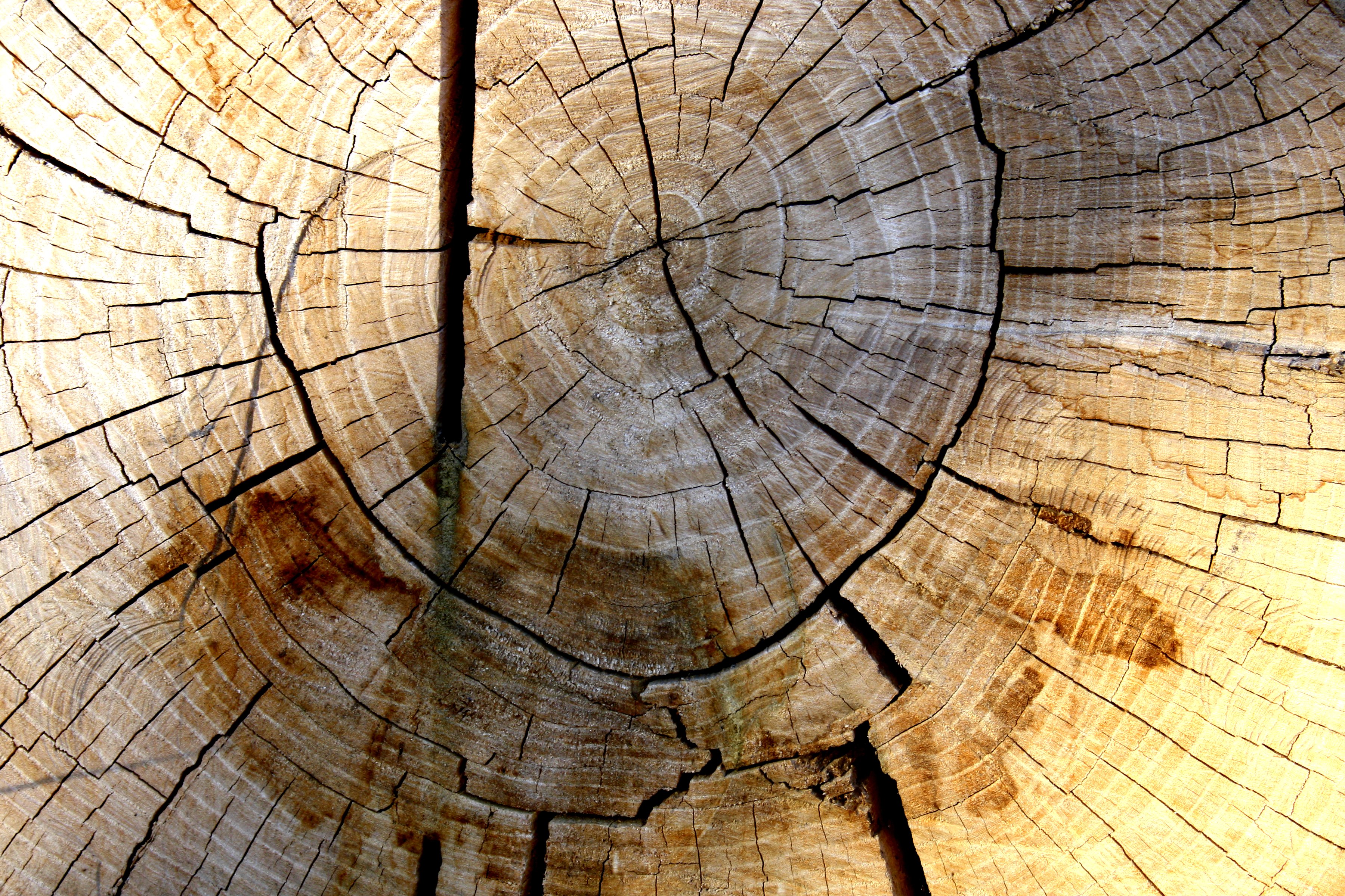Tree Rings Texture Picture Free Photograph Photos Public Domain