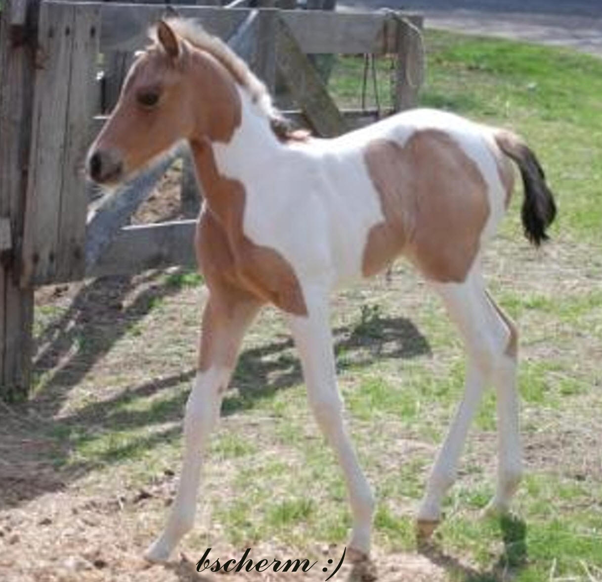 Buckskin Paint Horse For Sale 002 Thor Buckskin Tobiano Apha Gelding