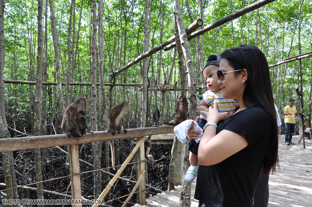 Loon Macaques (Mangrove Monkeys) in Bohol Philippines Tour Guide