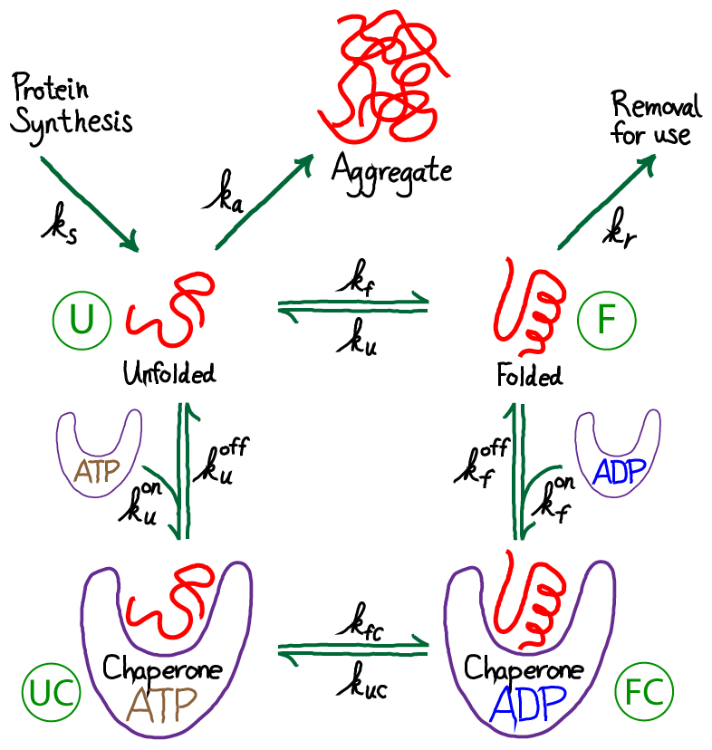Chaperoneaided Protein Folding Physical Lens on the Cell