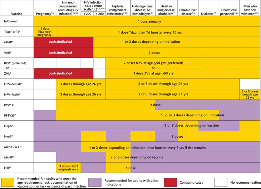 Immunization Schedule for Adults Aged 19 Years