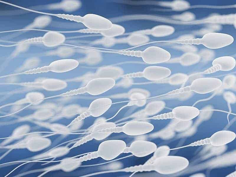 Male Underwear Choice Affects Sperm Counts Physician's Weekly