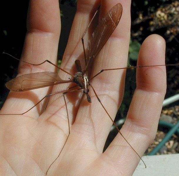 2.5 inch Mosquito A Shocking Discovery