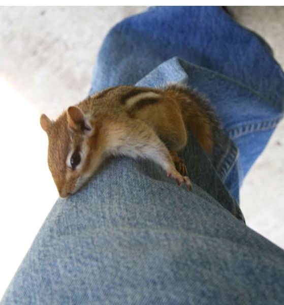 How to tame a wild possum or chipmunk