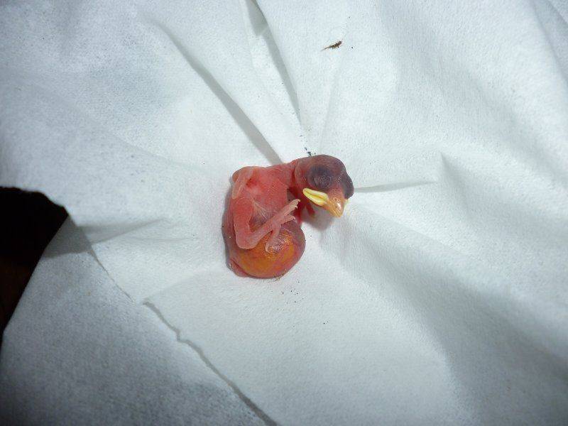 Rescuing Baby Bird Advice Needed