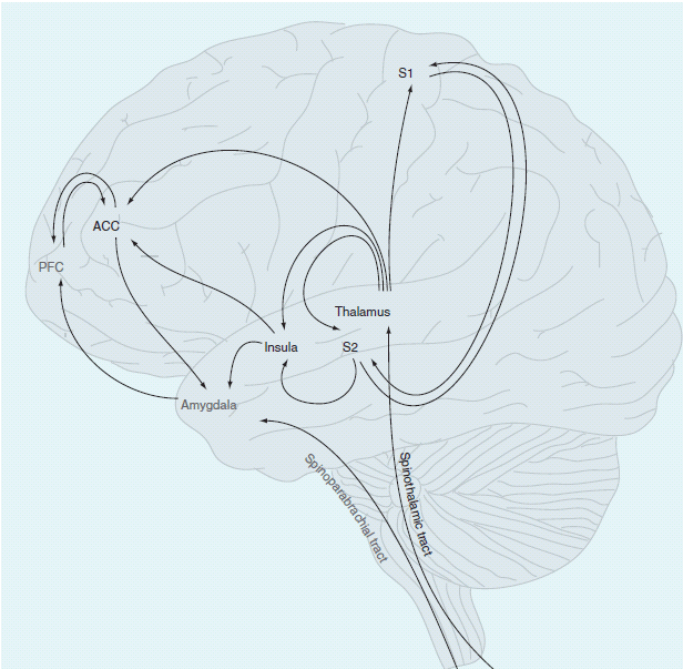 Chronic pain and the brain Physiopedia