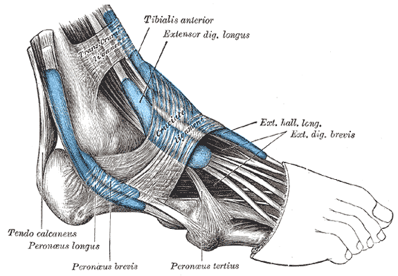 Extensor Digitorum Brevis - Physiopedia