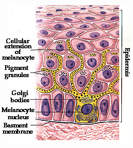 Melanocytes