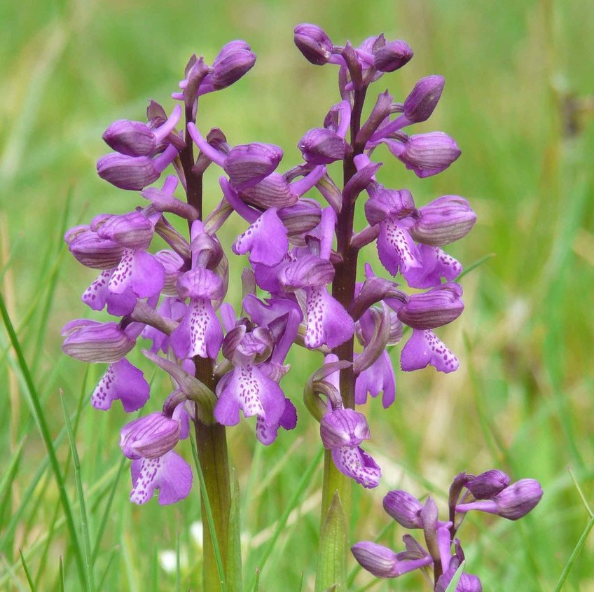 Orchis Morio Orchid Flower Extract Best Flower Site