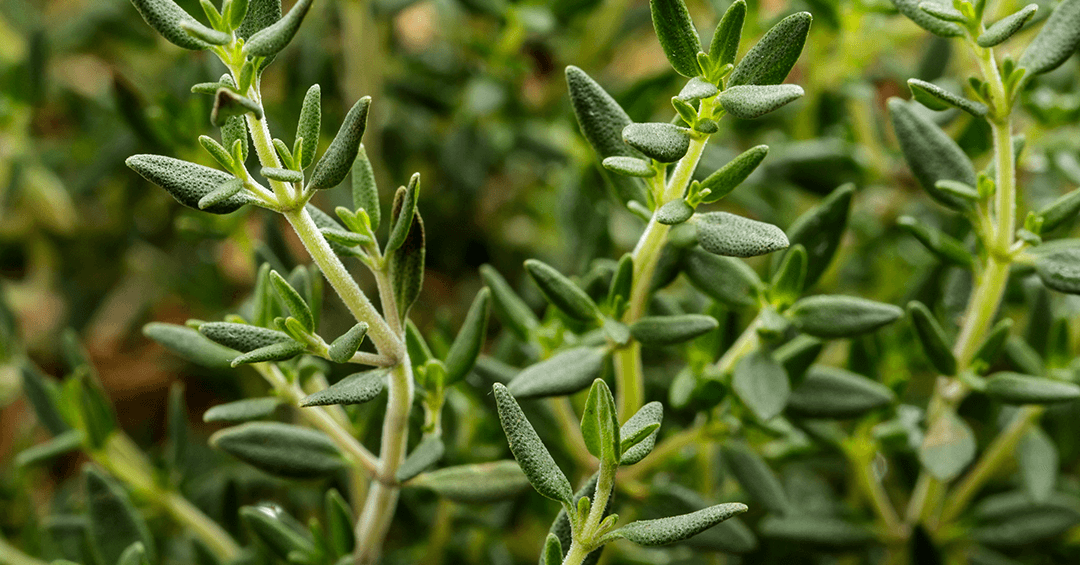 It's thyme for a change (part 1) Delacon