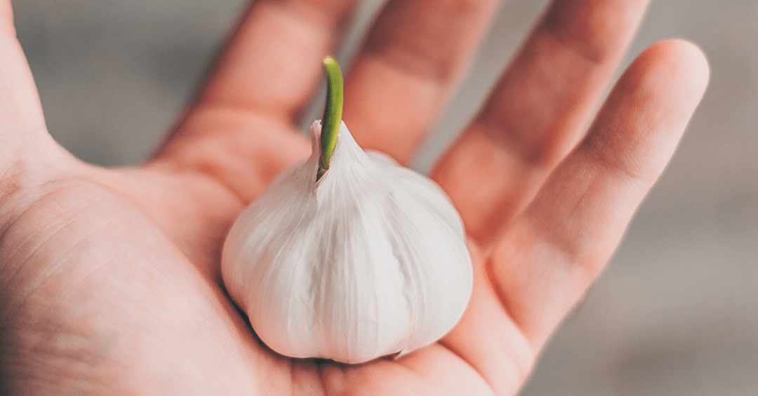 Garlic, the “voodoo bulb” love it or hate it (part 1) Delacon