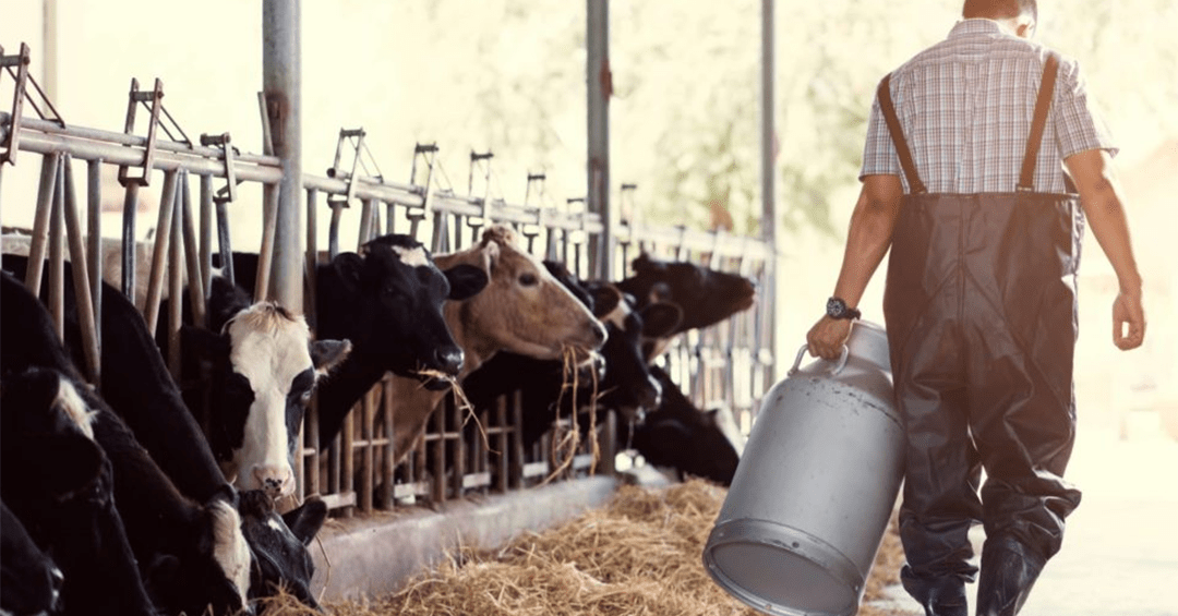 Phytogenic support for protein efficiency in dairy cows Delacon