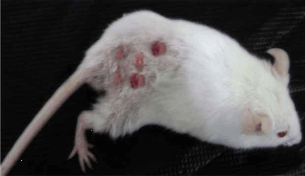 Chemopreventive Action of Bacopa monnieri (Brahmi) Hydromethanolic Extract on DMBA Induced Skin