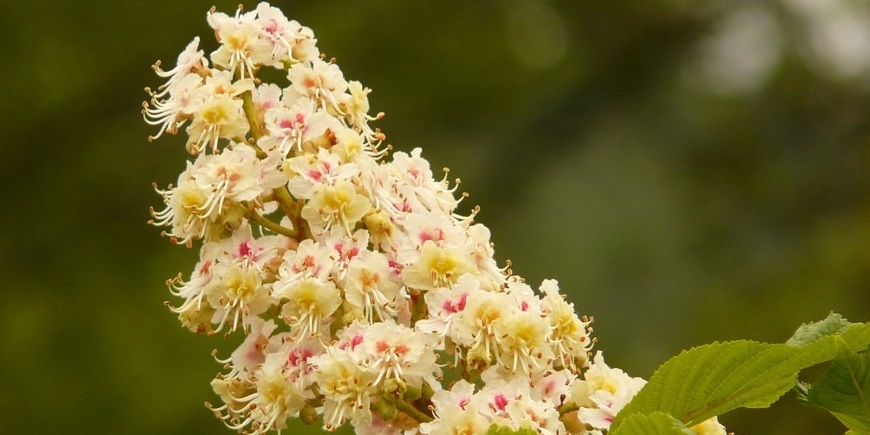 Châtaignier - Elixir Floral - Phytonut