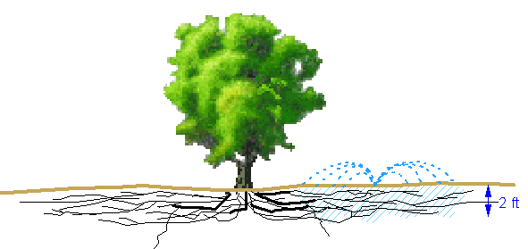 Chinese Pistache Tree Root System 1500+ Trend Home Design 1500