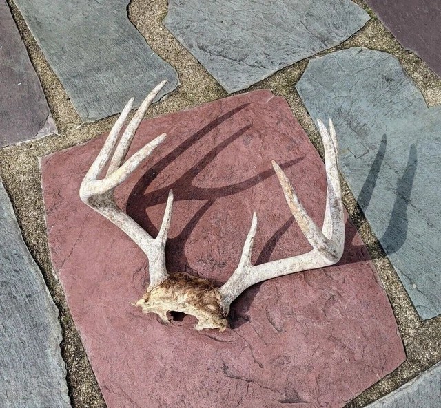 8 POINT WHITETAIL Deer Skull Plate Antler Rack Cabin Mount Taxidermy