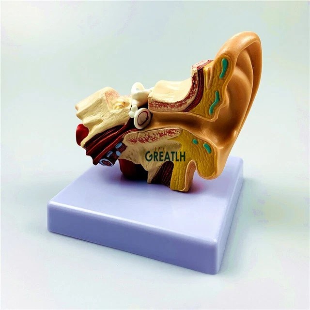 EXTERNAL EARS HUMAN Ear Anatomy Model Organ Model 1.5 times model 20.