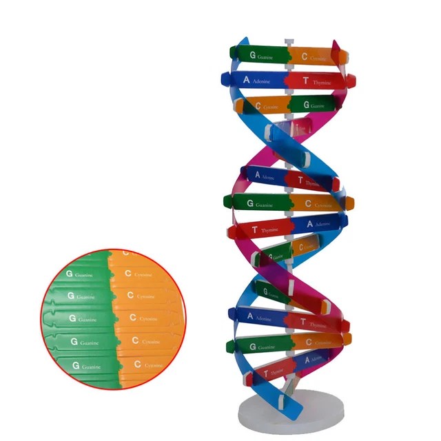 GENES LEARNING TOOL Science Toy Lab Dna Model Rna Kit Child Suite £7.29
