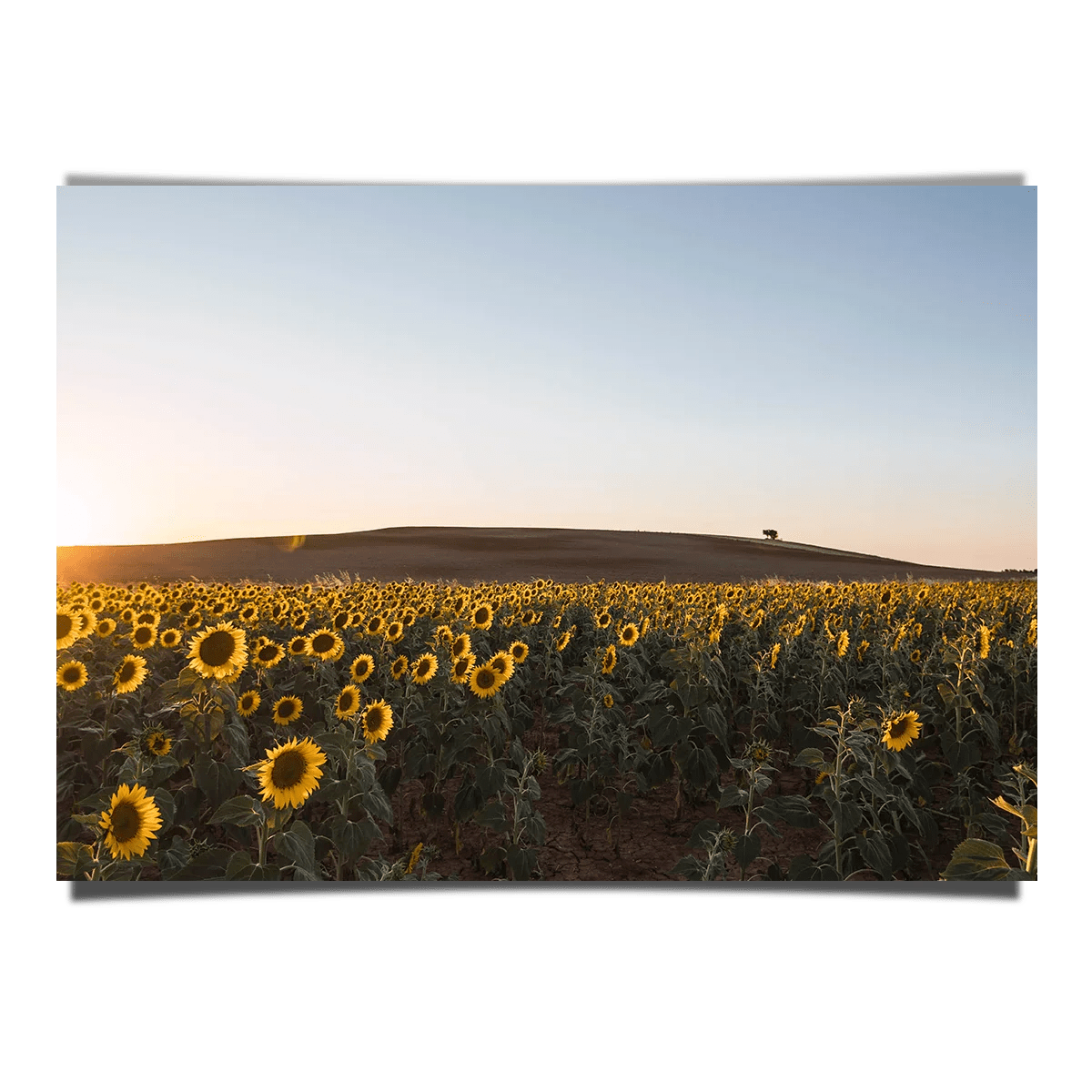 Sunflower Fields pickaprint