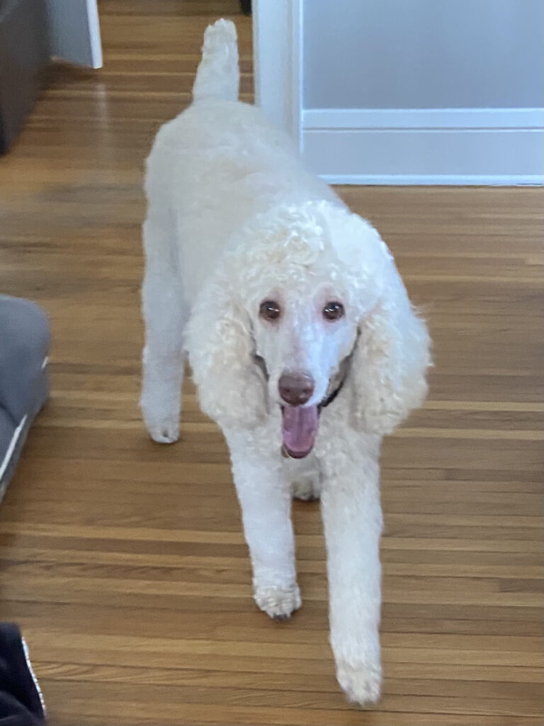POODLES AVAILABLE FOR ADOPTION Picket Fence Poodle Rescue