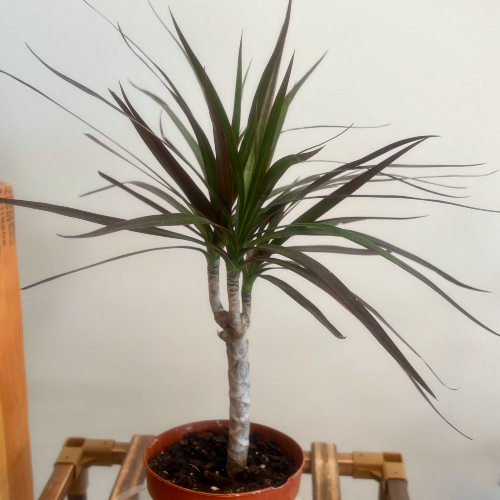 Madagascar Dragon Tree Dracaena marginata 4" pot PickFish Pets