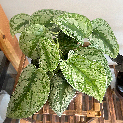 Scindapsus pictus 'Exotica' Satin "pothos"/Silver philodendron