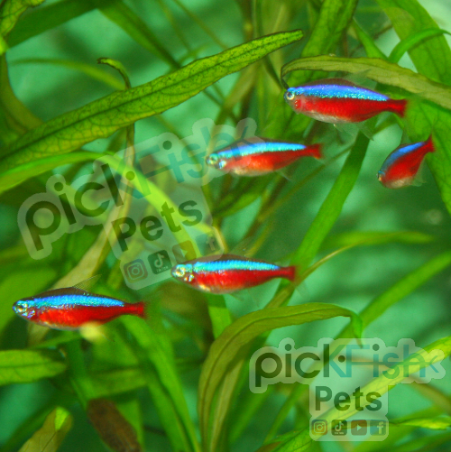 Cardinal Tetra Paracheirodon axelrodi PickFish Pets